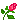 rose rose